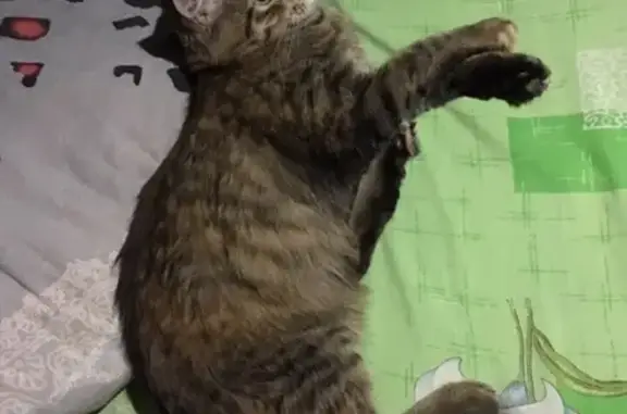 Потерянные животные Курган, фото: Пропала агрессивная кошка 