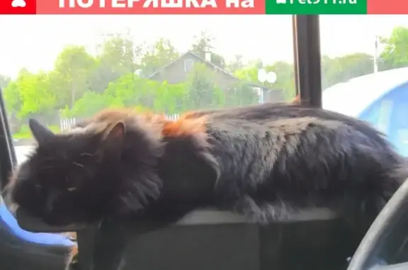 Кошки потеряшки, Нижние Вязовые, фото: Потеряшка кошка породы сибирская в Зеленодольском районе, вознаграждение.