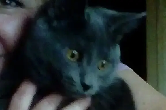 Кошки потеряшки, Киров, фото: Потеряшка кот Вася окрестности Октябрьского рынка, вознаграждение.