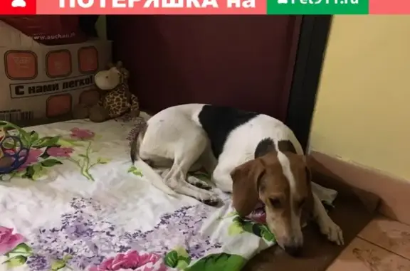 Собака найдена на улице Головачёва, 27.