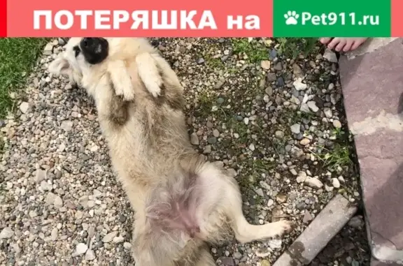 Найдена собака, Москва, фото: Найдена собака-девочка возрастом менее года в Москве