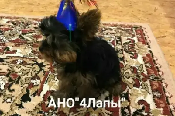 Объявления о пропавших и найденных животных, Ямской, фото: Пропала собака Фокс в поселке Ямской, Орловская область