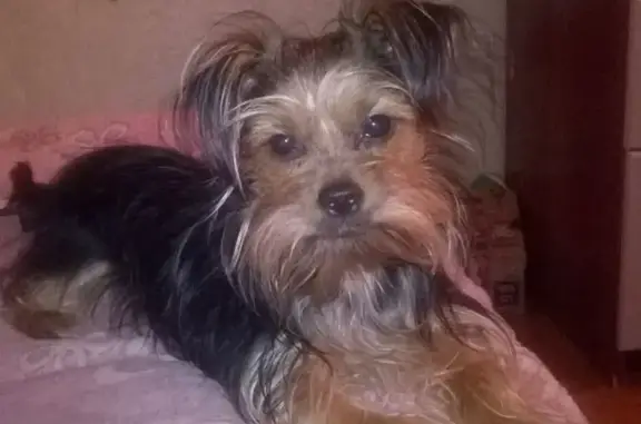 Собаки потеряшки, Барнаул, фото: Потеряшка собака Йорк в лесу, вознаграждение. Барнаул.