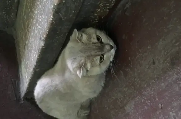 Найдена кошка на Тайнинской улице, домашняя и зашугана