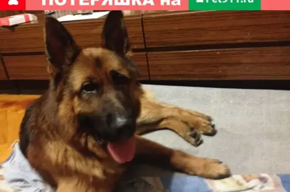 Пропала собака Немецкая овчарка в Можайске