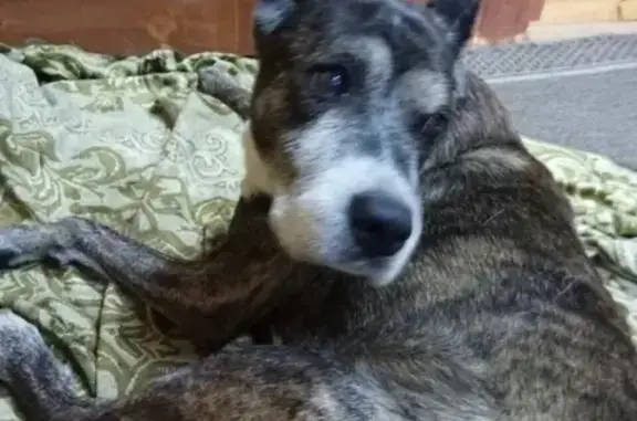 Найдена собака в МО, СНТ Северо-запад