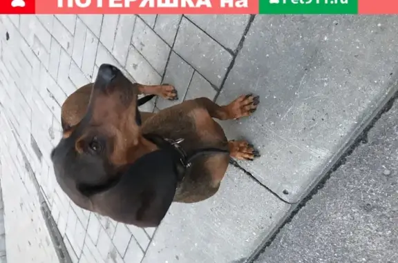 Собака Шоколадного цвета с ошейником в Брянске