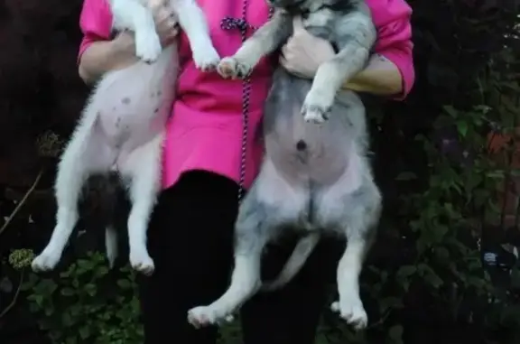 Найдены щенки в Пушкино, ищут дом