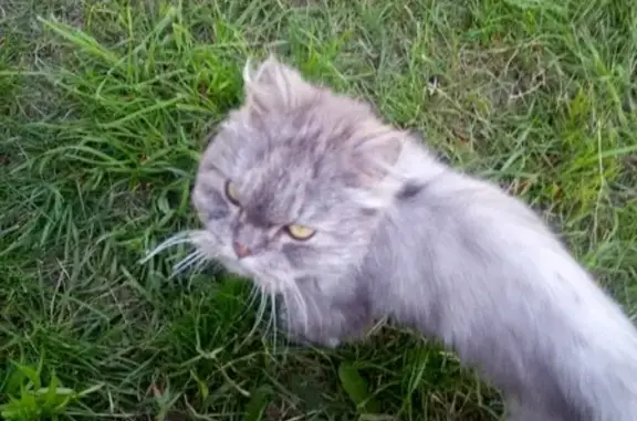 Найден серый кот персидской породы на Рунова 34а