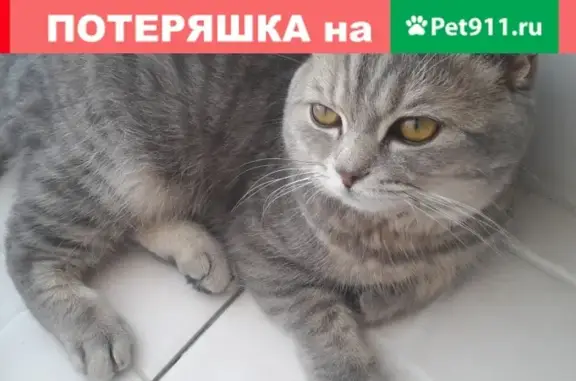 Пропала кошка в Саратове на улице Малой Затонской