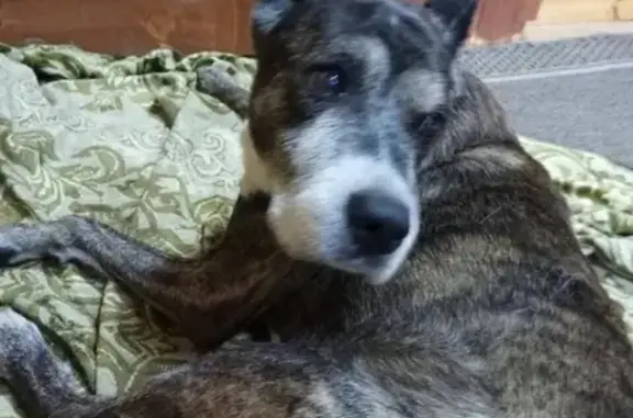 Найдена собака в Волоколамском районе, ищем хозяев