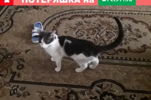 Пропала кошка Мурка на ул. Строителей, Новочебоксарск