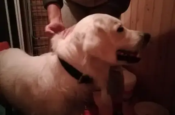 Собака Лабрадор найдена в Манушкино