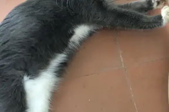 Найден серо-белый кот с ошейником в Тамбове