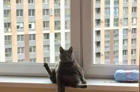 Кошки потеряшки, Санкт-Петербург, фото: Потеряшка кошка Дымка на пр. Энгельса, СПб.