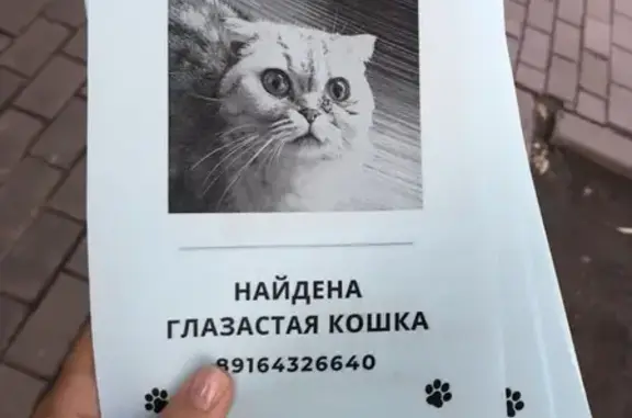 Найдена серая кошка в Москве