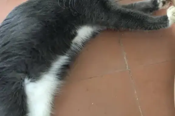 Найден серый кот с ошейником возле жд вокзала в Тамбове