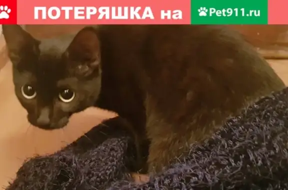 Подросток-кошка найдена в Уфе