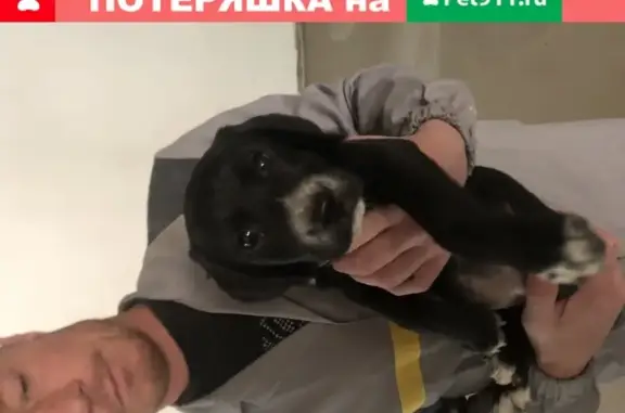 Найден щенок в районе Бауманской