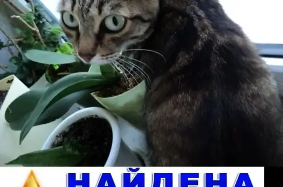 Найдена кошка ул. Амурская, дом 68, Тюмень