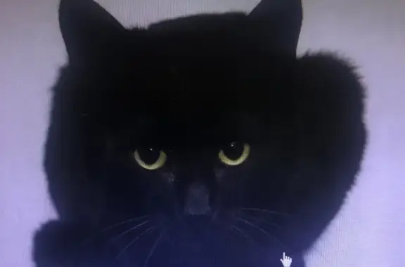 Кошки потеряшки, Москва, фото: Потеряшка кошка Черный кот на Востряковском проезде 11к2