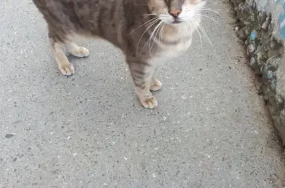 Найдена кошка на ул. Маяковского 28