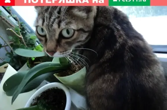 Найдена серо-рыжая кошка на ул. Амурской, 68, Тюмень