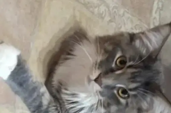 Потерянные животные Ханты-Мансийск, фото: Пропала кошка породы Мейн-кун, ул. Рознина, 46, Ханты-Мансийск