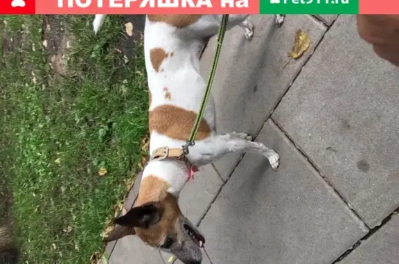 Найдена собака, Москва, фото: Найдена собака на ул. Обручева, Москва.