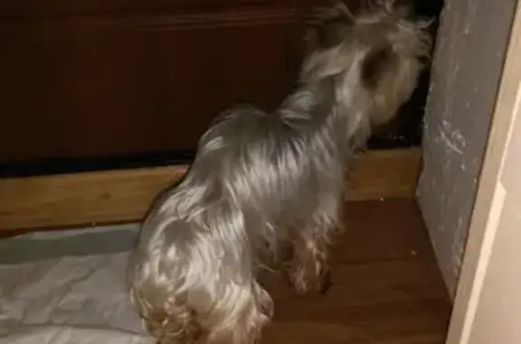 Найдена собака, Москва, фото: Найдена собака у д.19 к.2 Пулковская ул. Москва