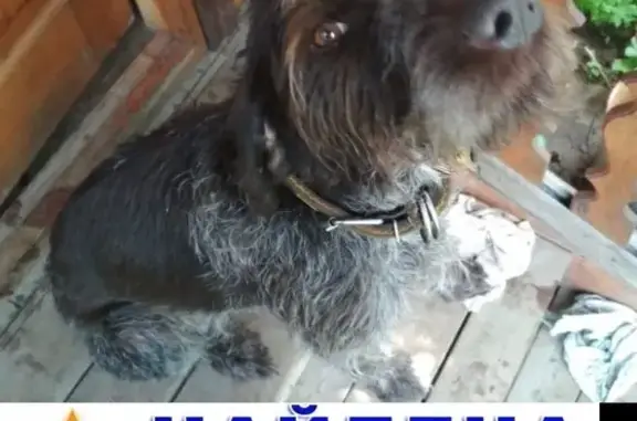 Найден черно-коричневый пес в Волоколамском районе