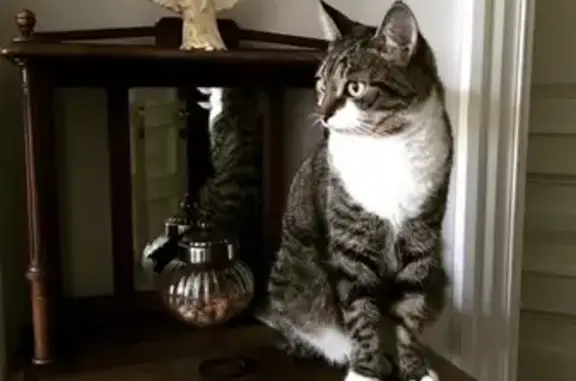 Кошки потеряшки, Москва, фото: Потеряшка кошка Земфира, ул. Строителей, 4к1