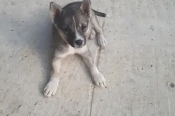 Пропала собака в Михайловске, Шпаковский район
