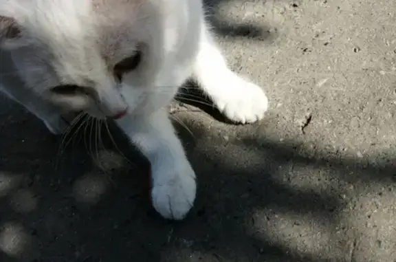 Найдена белая домашняя кошка в Екатеринбурге, микрорайон Ботанический