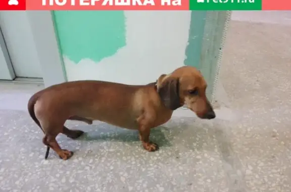 Собака Такса найдена в Москве на Керамическом проезде
