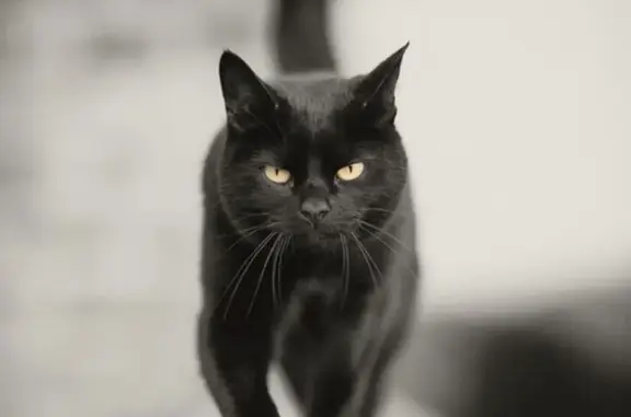 Пропал крупный черный кот в СНТ Металлург-1, Балашиха
