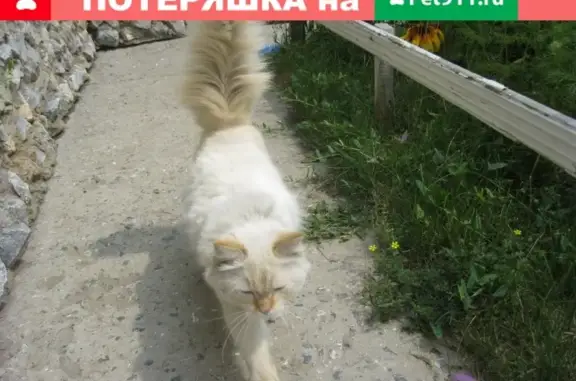Найдена кошка по адресу Рогачева 10 в Бердске