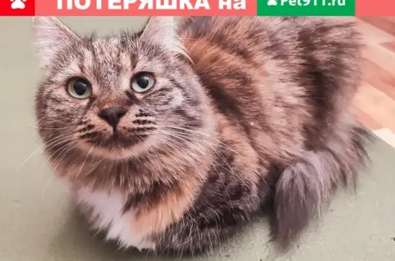 Кошки потеряшки, Санкт-Петербург, фото: Потеряшка кошка Белка на аллее Котельникова 4, СПб