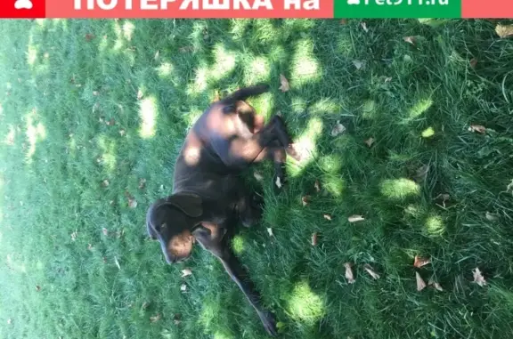 Найдена собака на набережной Адмирала Серебрякова