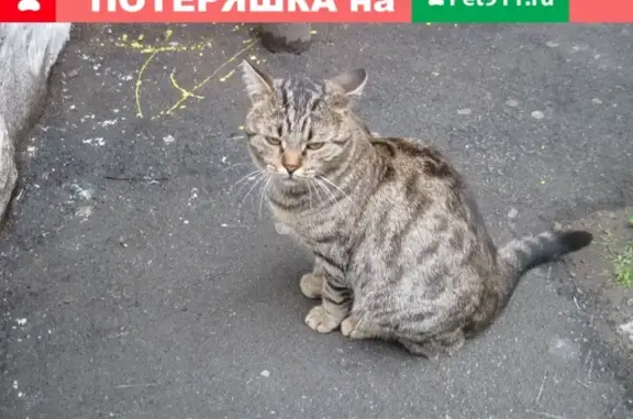 Объявления о пропавших и найденных животных, Новосибирск, фото: Пропал кот на Народной улице, спрыгнул с балкона 3-го этажа