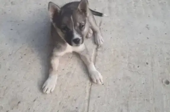 Пропала собака в Михайловске, Ставропольский край