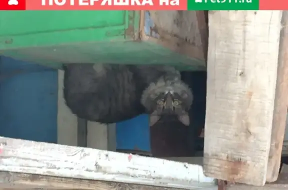 Кот найден на ул. Пеше-Стрелецкая 74 а.