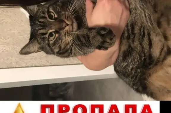 Пропал кот на ул. Липовая, Зеленогорск