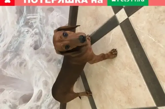 Найдена собака рыжего окраса на шоссе Нефтяников, Краснодар