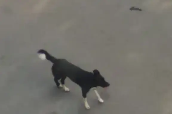 Потерянная собака на Хабаровской, Москва