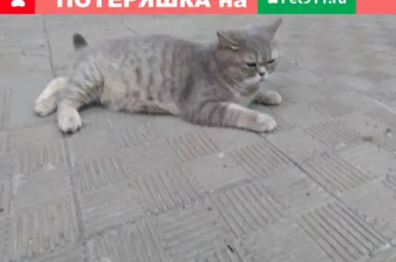 Найдена домашняя кошка на ул. С. Лазо 27, Томск