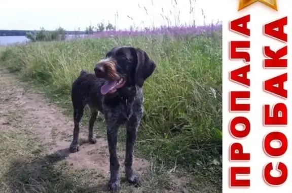 Собаки потеряшки, Болтино, фото: Потеряшка собака породы дратхаар в деревне Болтино, Мытищинский район