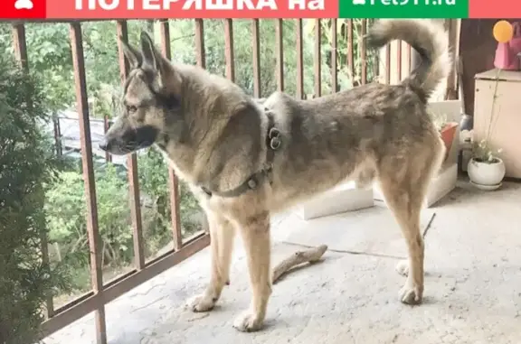 Пропала собака Луч в Массандре, Крым.