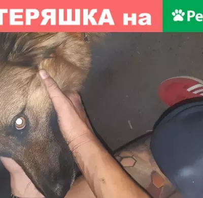 Собака найдена на ул. Проспект Октября 195/5 в Уфе
