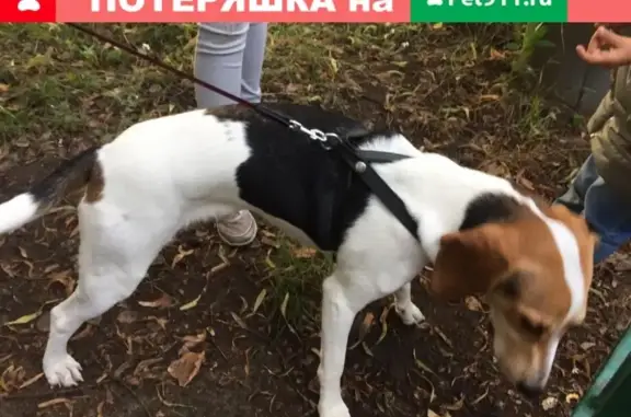 Собака Девочка найдена на улице Головачева, дом 27 (Люблинская)